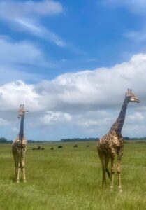 Giraffes at Plettenburg Bay Game Reserve