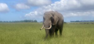 Elephant at Plettenbrg Bay game reserve