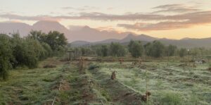 View of the mountains from a wine farm in the South African Karoo