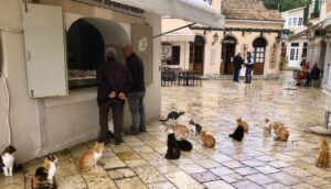 Cats outside the fish shop in Gaios while cruising on performance catamaran Rush