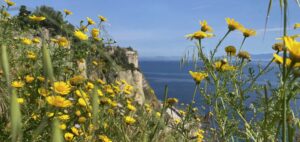 Wild flowers in the Peloponnese